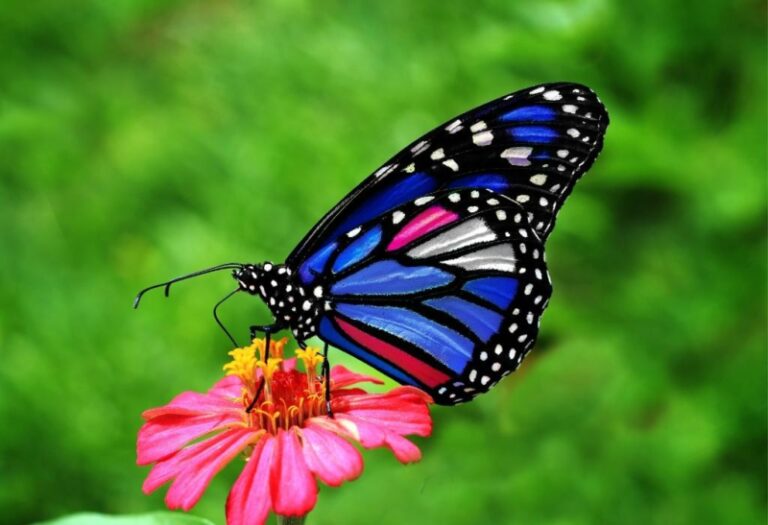 Butterflies Archives EXOtella