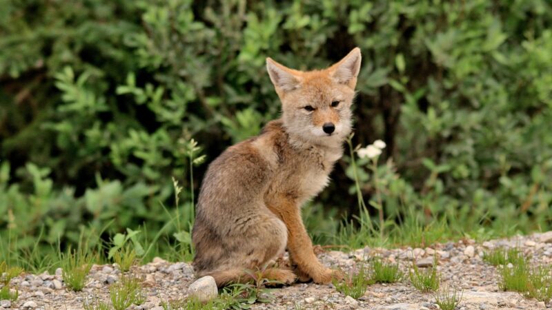 How Long Does It Take for the Coyote Pups to Be Born and to Live Alone
