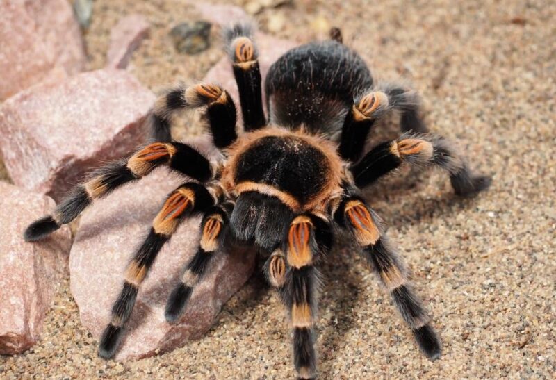 How Many Eyes Does a Tarantula Have