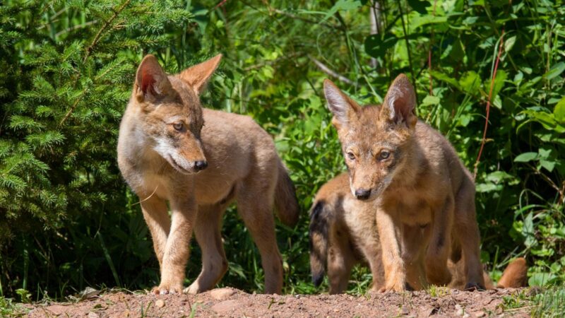 How Much Do Baby Coyotes Weigh