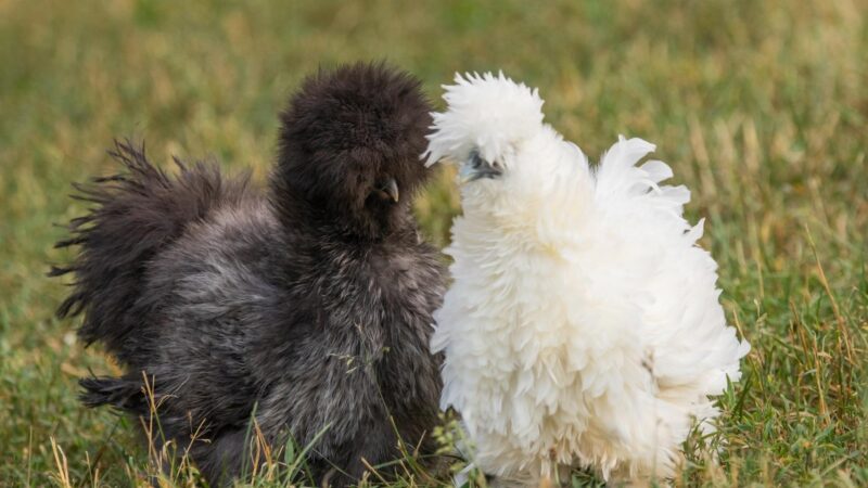 How to Tell the Difference Between Silkie Hen and Rooster