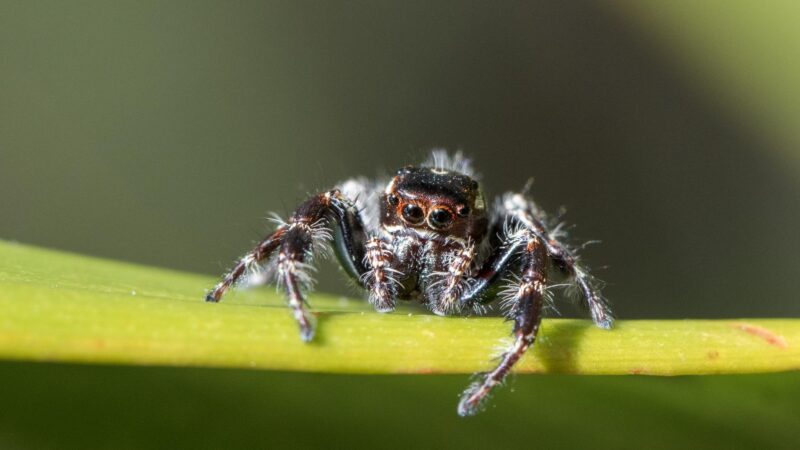 Jumping Spider