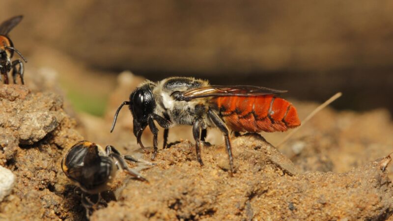 Leafcutting Bees