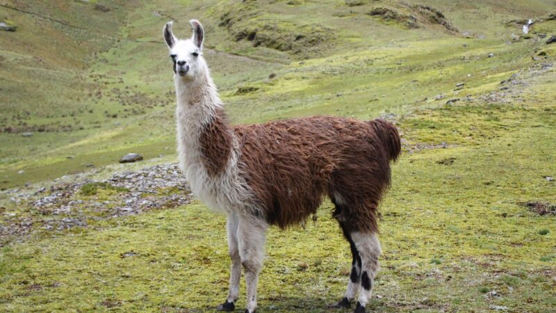 Llama