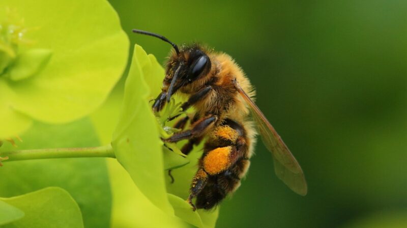 Miner Bees