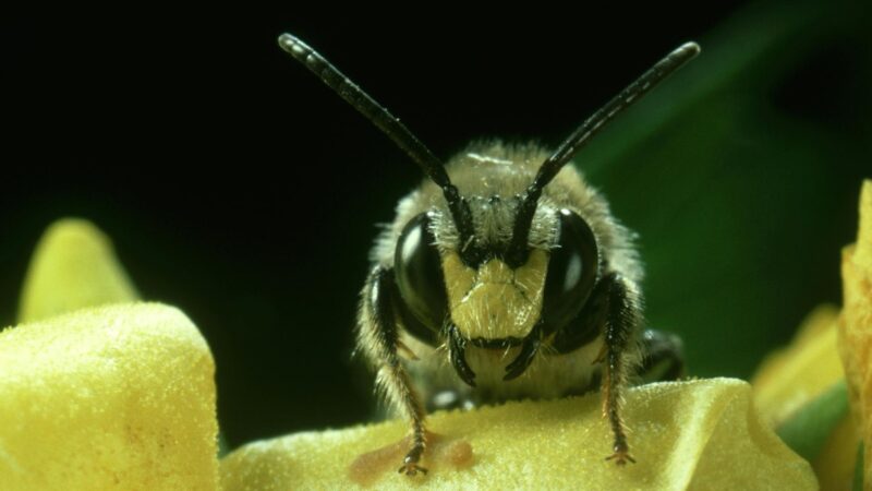 Oil-collecting Bees