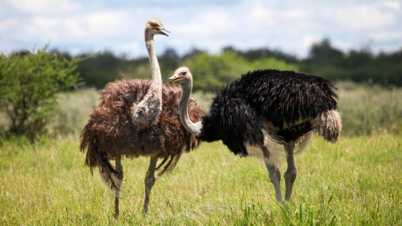 Ostriches