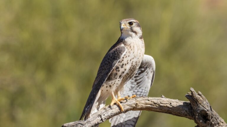 Exotella 8 Types of Falcons in North America | All You Need to Know! - EXOtella
