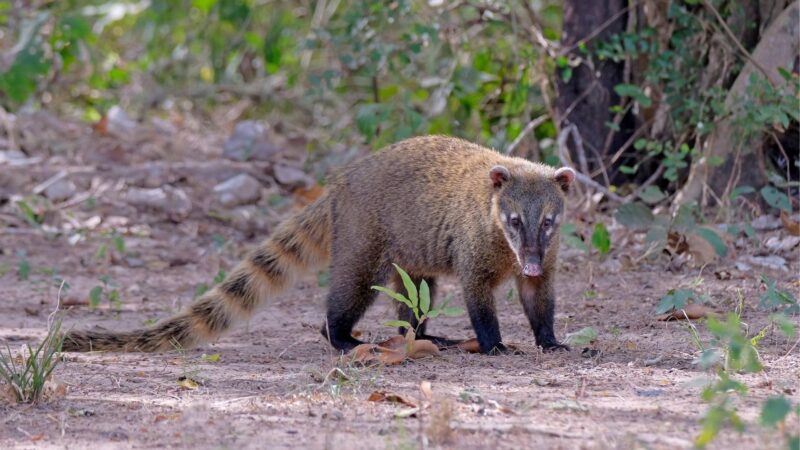 Procyon Cancrivorus