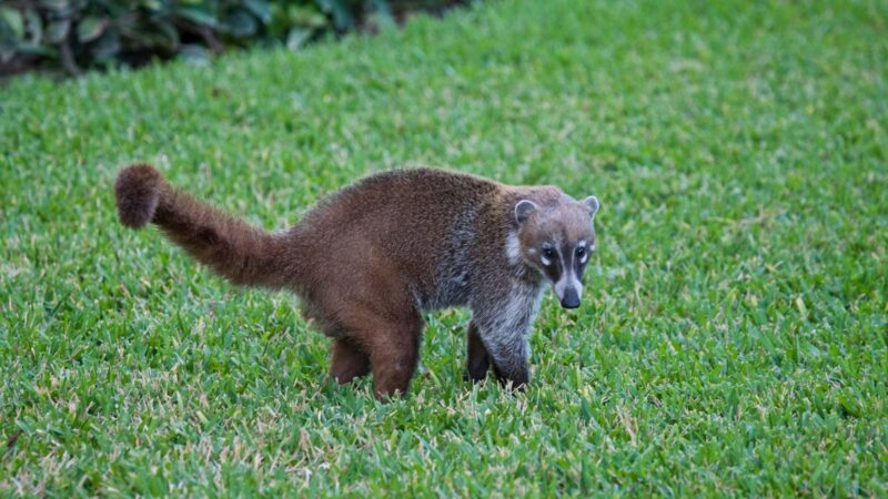 Procyon Pygmaeus