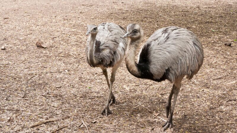 Rheas