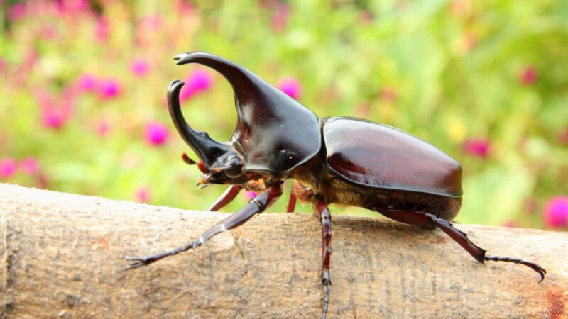 Rhinoceros Beetles