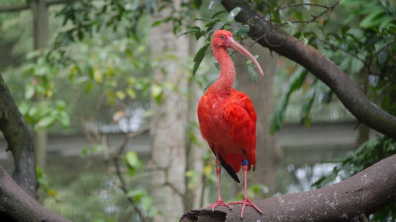 Scarlet Ibis