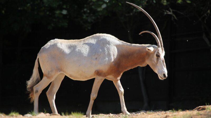 Scimitar Oryx