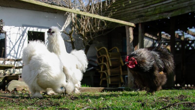 Should You Add a Silkie Rooster to Your Flock