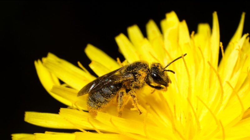 Stingless Bees