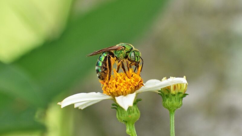 Sweat Bees