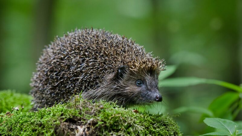 Tips For Naming Your Pet Hedgehog