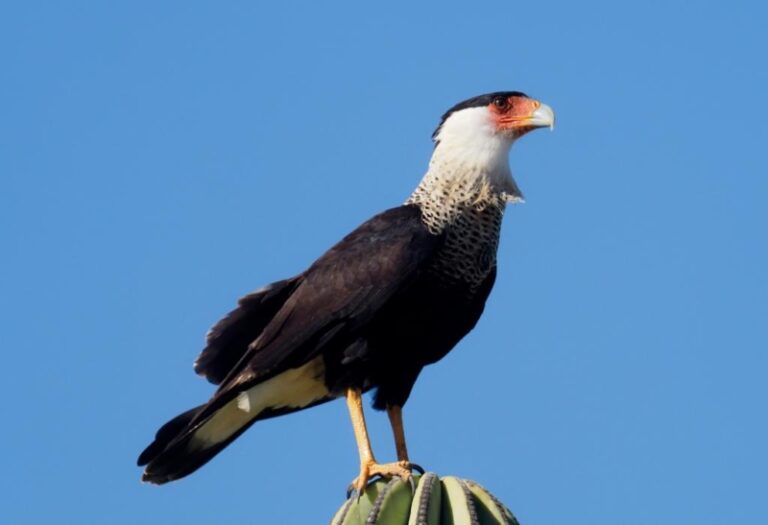 Exotella 8 Types of Falcons in North America | All You Need to Know! - EXOtella
