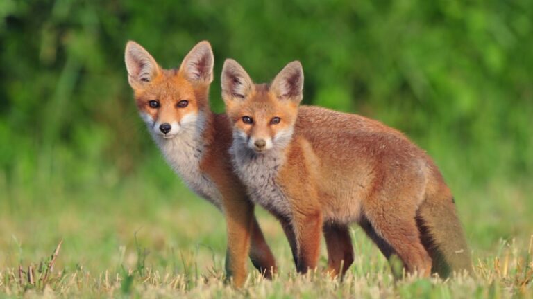 What Is A Male And Female Fox Called