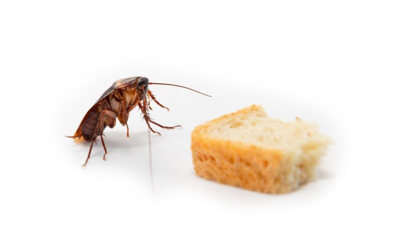 What Are the Signs of American Roaches