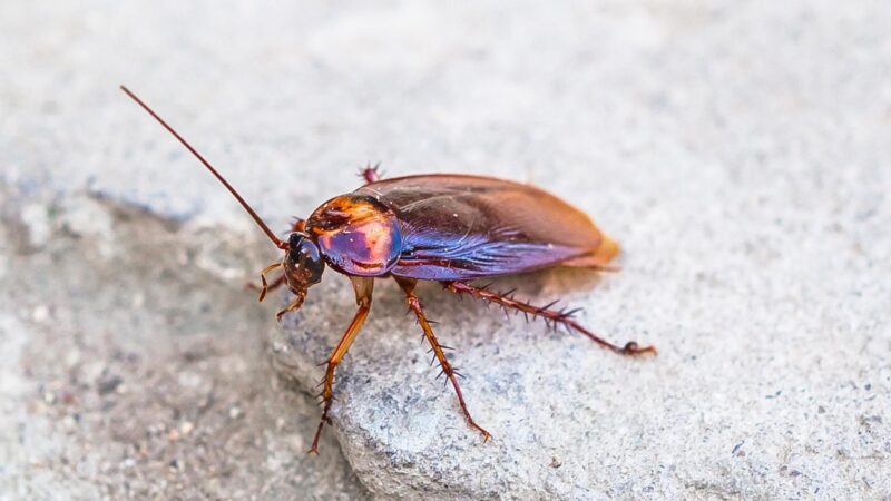 What Damage Do American Roaches Cause