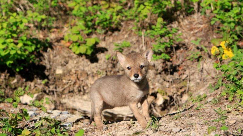 What Do Baby Coyotes Look Like