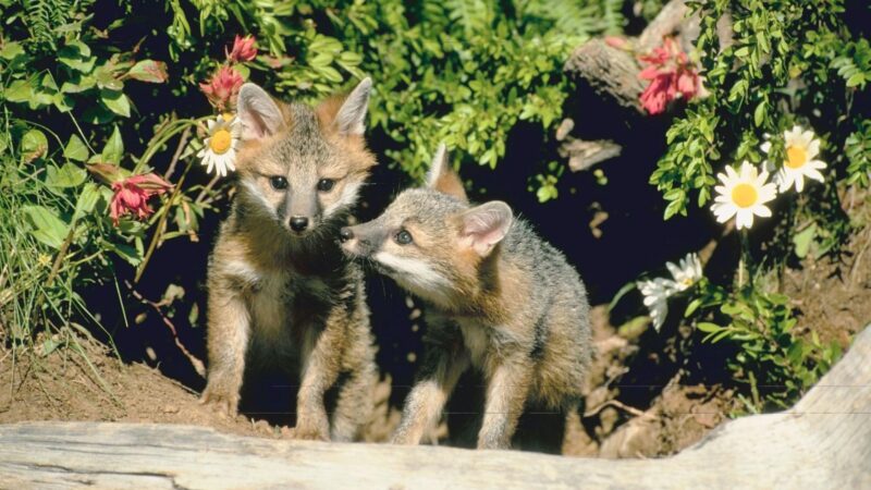 What Do Fox Dens Look Like in Spring