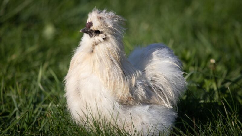 What Do Silkie Roosters Look Like