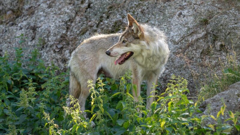 What Is a Female Wolf Leader Called