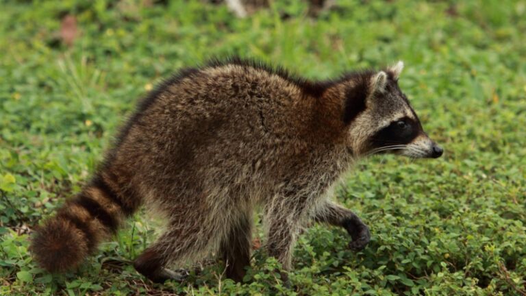 What Are The Different Types Of Raccoons? | Information And Facts ...