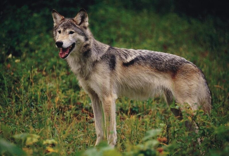 What Is the Role of a Female Wolf