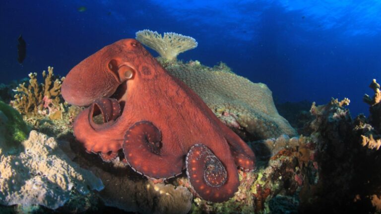 Do Octopus Have Beaks? | Information and Facts - EXOtella