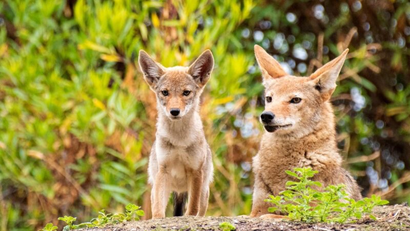 What to Feed a Baby Coyote