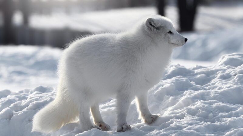Where Do Arctic Foxes Live