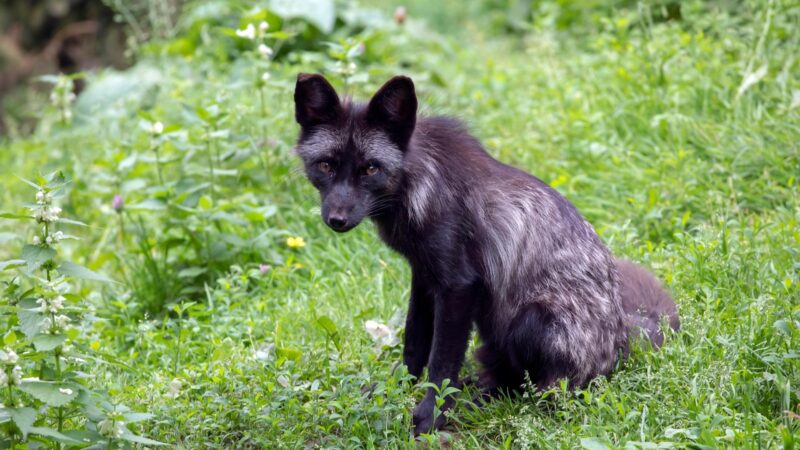 Where Do Black Foxes Live