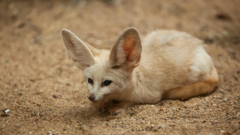 Where Do Fennec Foxes Live