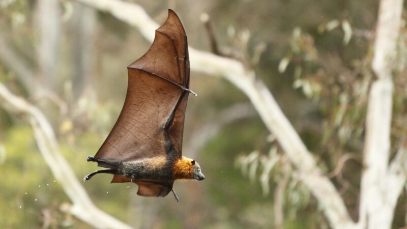 Where Do Flying Foxes Live