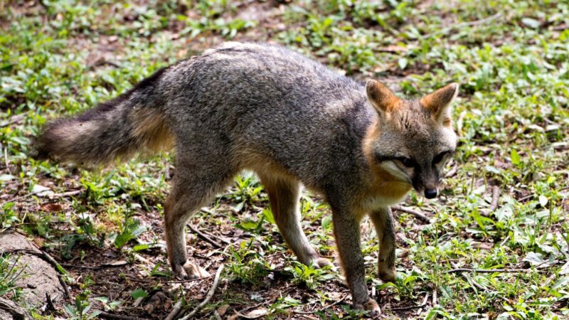 Where Do Gray Foxes Live