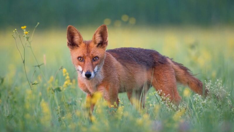 Where Do Red Foxes Live