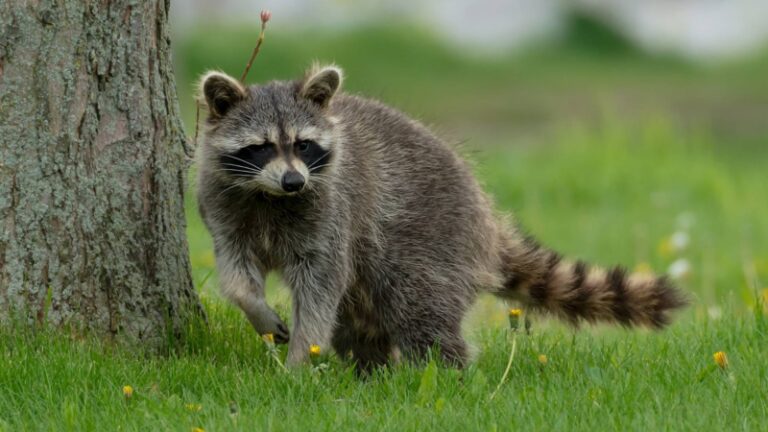 What Are The Different Types Of Raccoons? 