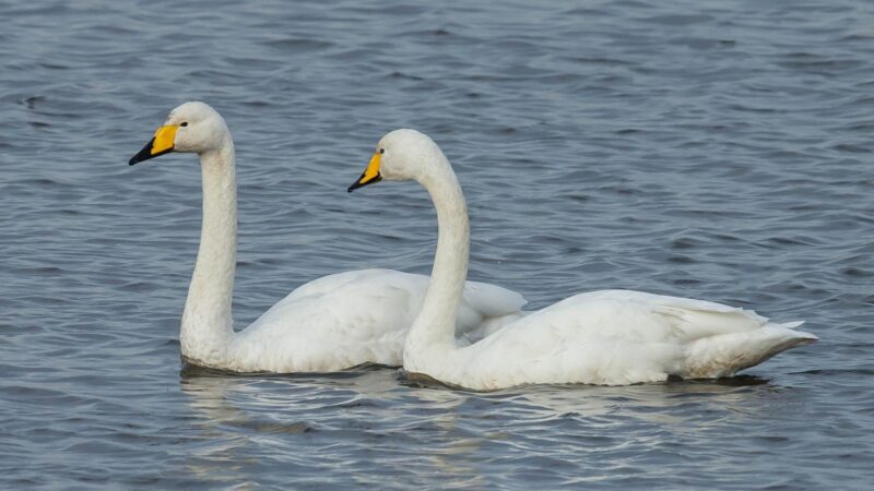 Whooper Swan