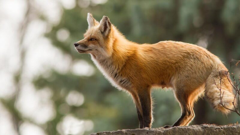 Why Are Female Foxes Called Vixens