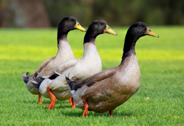 Why Do Ducks Have Feathers? | Evolution and Use - EXOtella