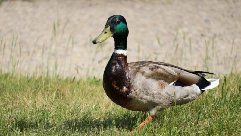 Why Do Ducks Have Feathers.