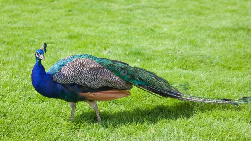 Why Do Peacocks Fly Away