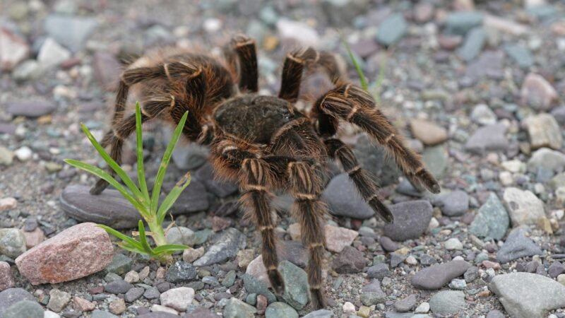 Why Do Tarantulas Have 8 Eyes