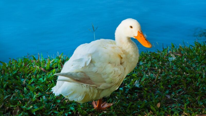 Why Does a Duck Have So Many Feathers