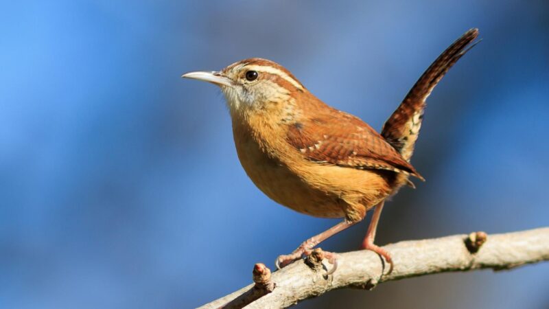 Wrens