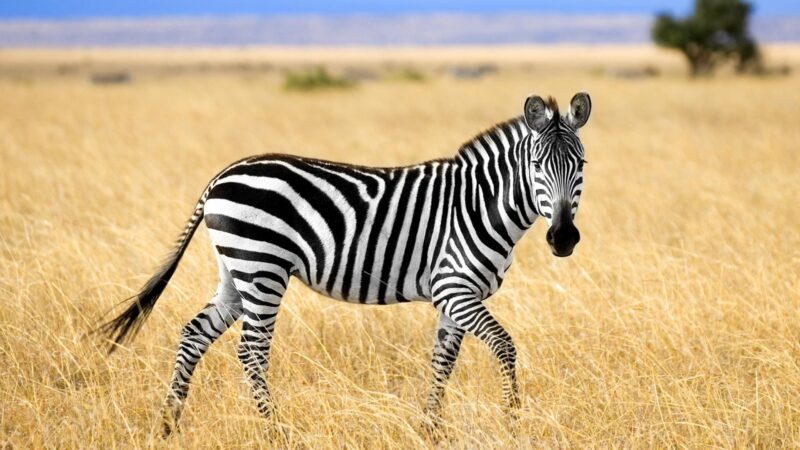 Zebras